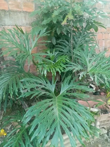 Plantas 