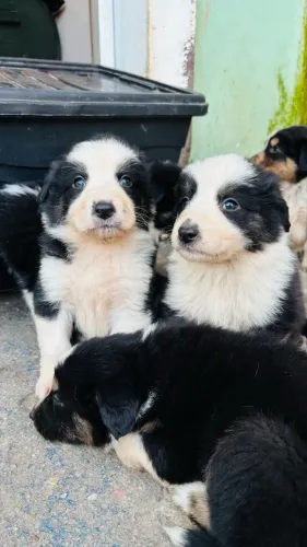 Filhotes de border collie puros