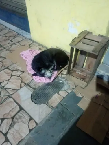 Doação de cachorro em situação de rua
