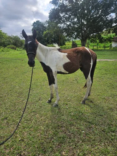 Potra pampa de preto