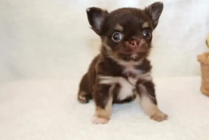 Filhotes de chihuahua lindos e carinhosos.