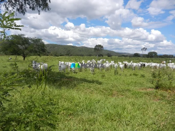 FAZENDA À VENDA - 1.033 HECTARES - ENGENHEIRO DOLABELA (MG)