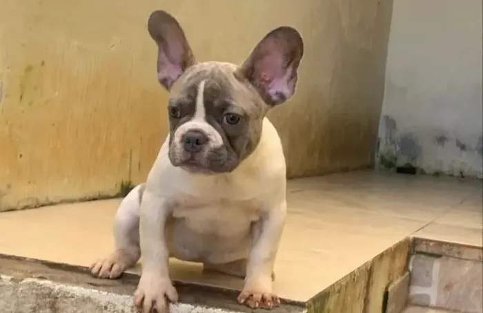 Buldogue francês