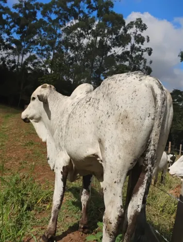 Nelore Pintado PO com Registro de RGN na ABCZ.