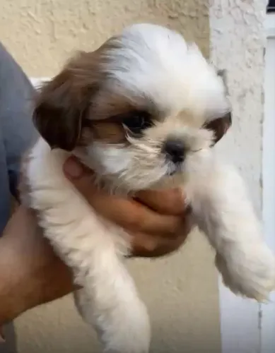 Vendo filhote fêmea shiatsu