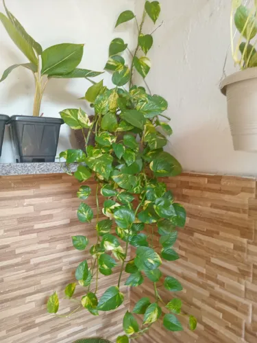 Plantas comigo 