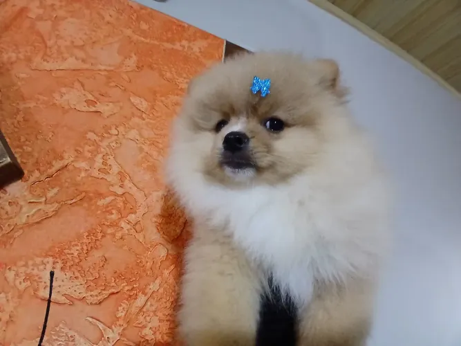 fêmeas de Lulu da Pomerânia