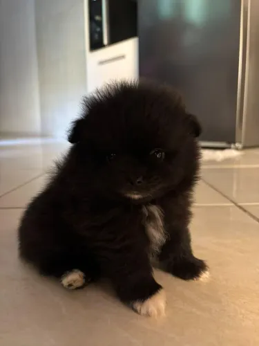 Lulu da Pomerânia