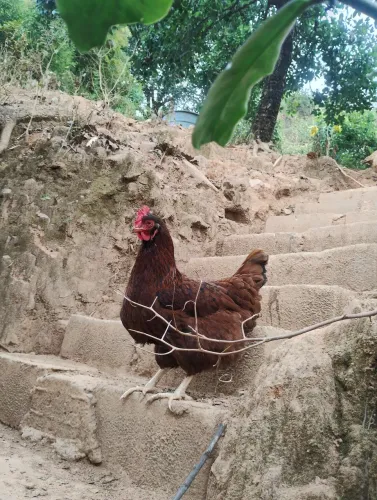 Galinha bordadeira