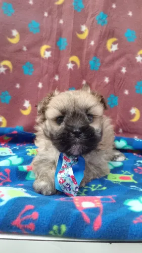 LHASA APSO