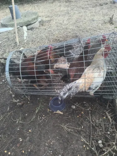 Frango caipira