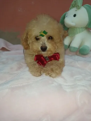 menino poodle MICRO