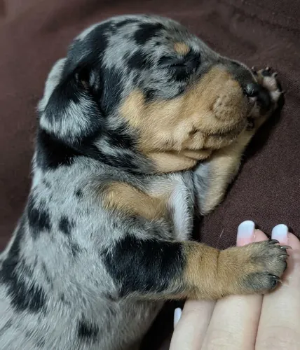 Linda Dachshund Alerquim Prata (Pelo Curto)