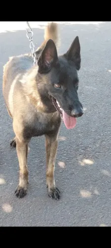 FILHOTES DE PASTOR BELGA MALINOIS 
