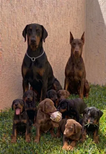 DOBERMAN FILHOTES PADRÃO VACINADOS-PARCELO NO CARTÃO 