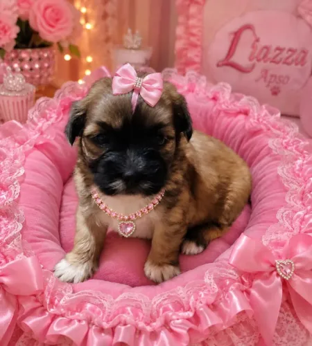 Filhote de Lhasa Apso