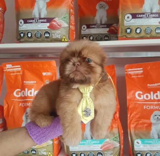 Shih tzu fígado 