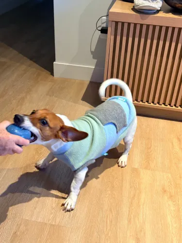 Jack roussel terrier