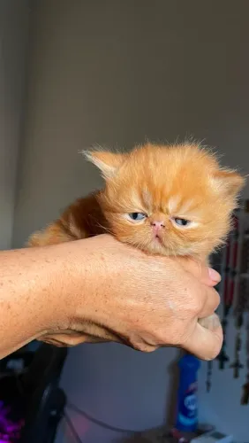 Gatos persas