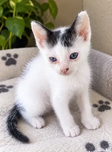 Gatinho adoção
