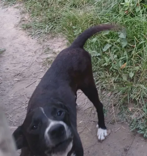 Cachorro protetor para doaçao adoção 