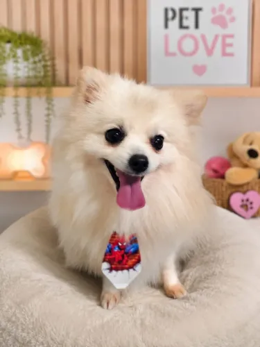 spitz alemao pequeno