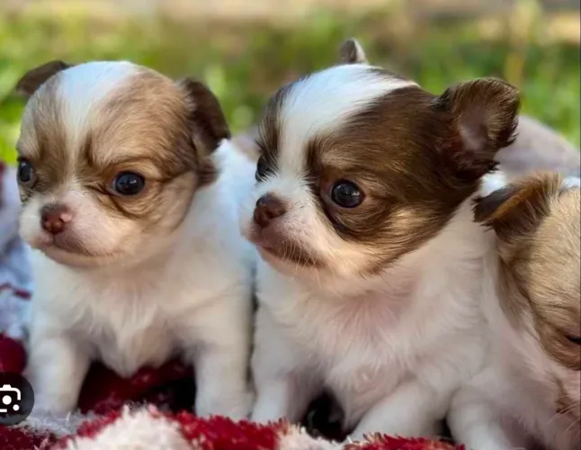 Femeas e machos com pedigree