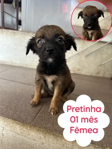 Doação de filhotes