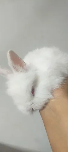 Vende-se coelhos anão