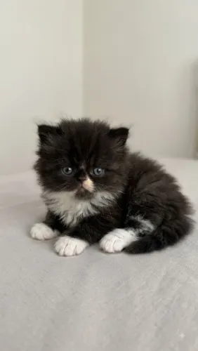 Gato persa
