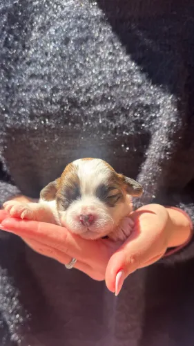 Filhotes de Shih Tzu a venda!!!