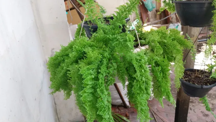 Samambaia - Nephrolepis exaltata (L.) Schott<br>