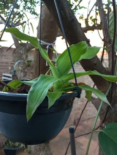 Vendo esta muda de orquídea pendente