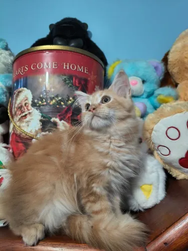 Maine Coon filhote com pelagem exuberante!