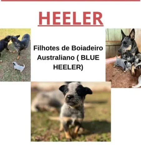 Filhotes boiadeiro 