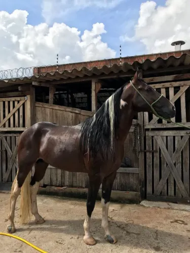Cavalo Mangolino