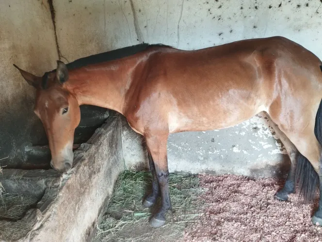 Vendo égua macha picada 5 anos ótima lindole acompanha uma. Sela