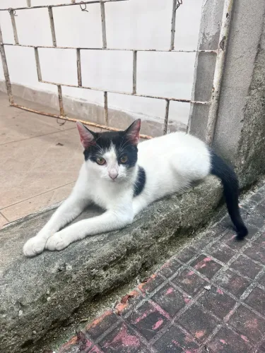 gatinha linda para adoção