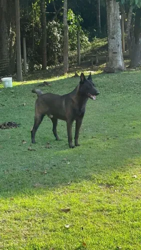 Lindo filhote macho de pastor Belga de malinois
