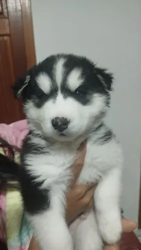Husky siberiano fêmea e macho wolly