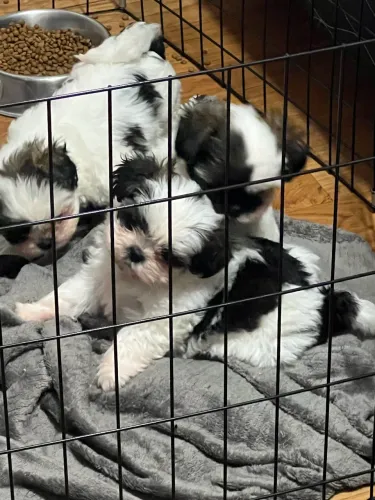 Shih Tzu
