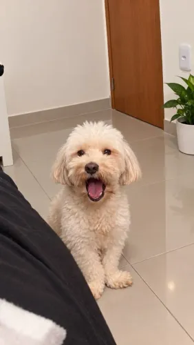 Macho lhasa Apso saudável para cruzamento
