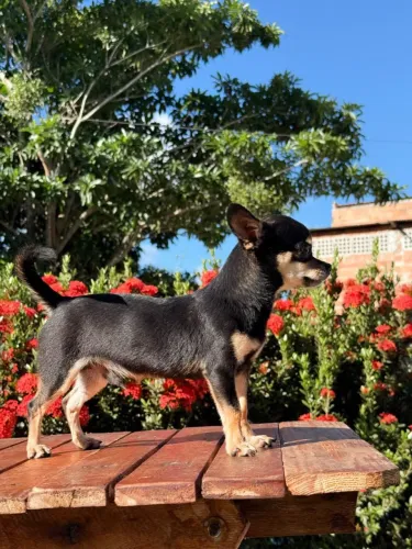 Vendo Chihuahua macho 