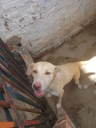 Doação cachorro 