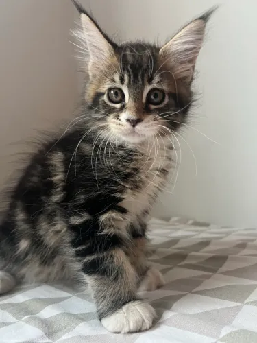 Filhote Maine Coon