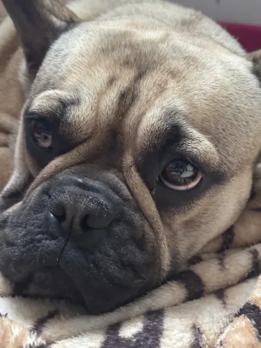 Buldogue Francês