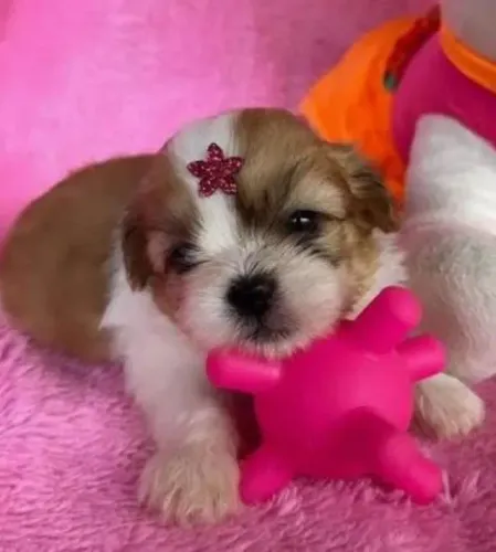 Shih tzu fofura que cabe dentro do coração 