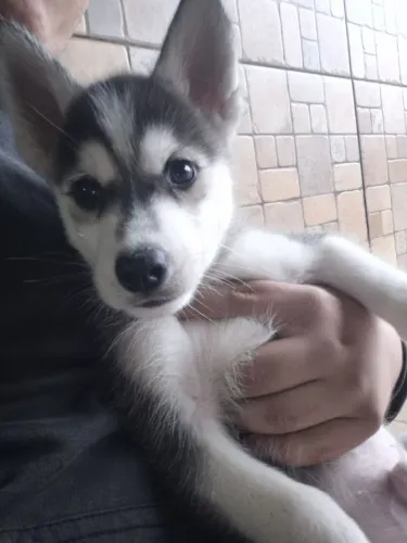 Filhotes Husky Siberiano 