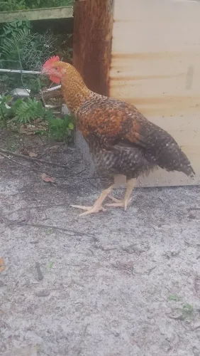 Galo, Galinha.