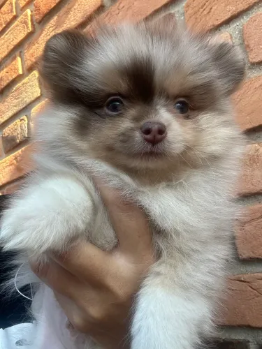 Pet